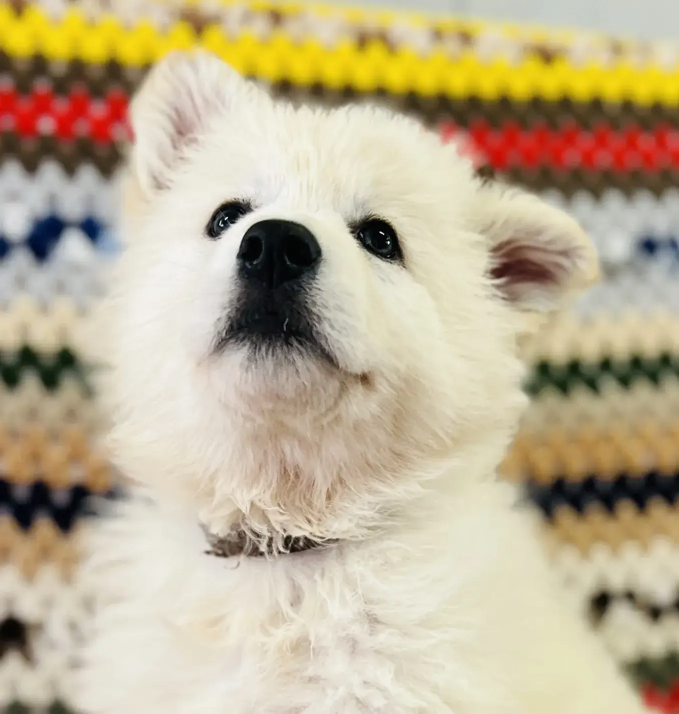 Eraora - Cucciola pastore svizzero bianco disponibile