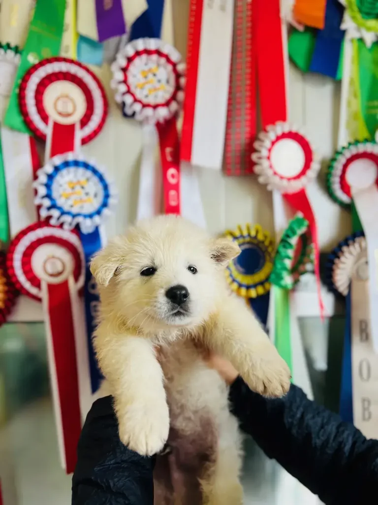 Formula1 Cucciolo disponibile Pastore svizzero